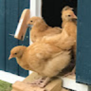 Meet your Posher, Buff orpington